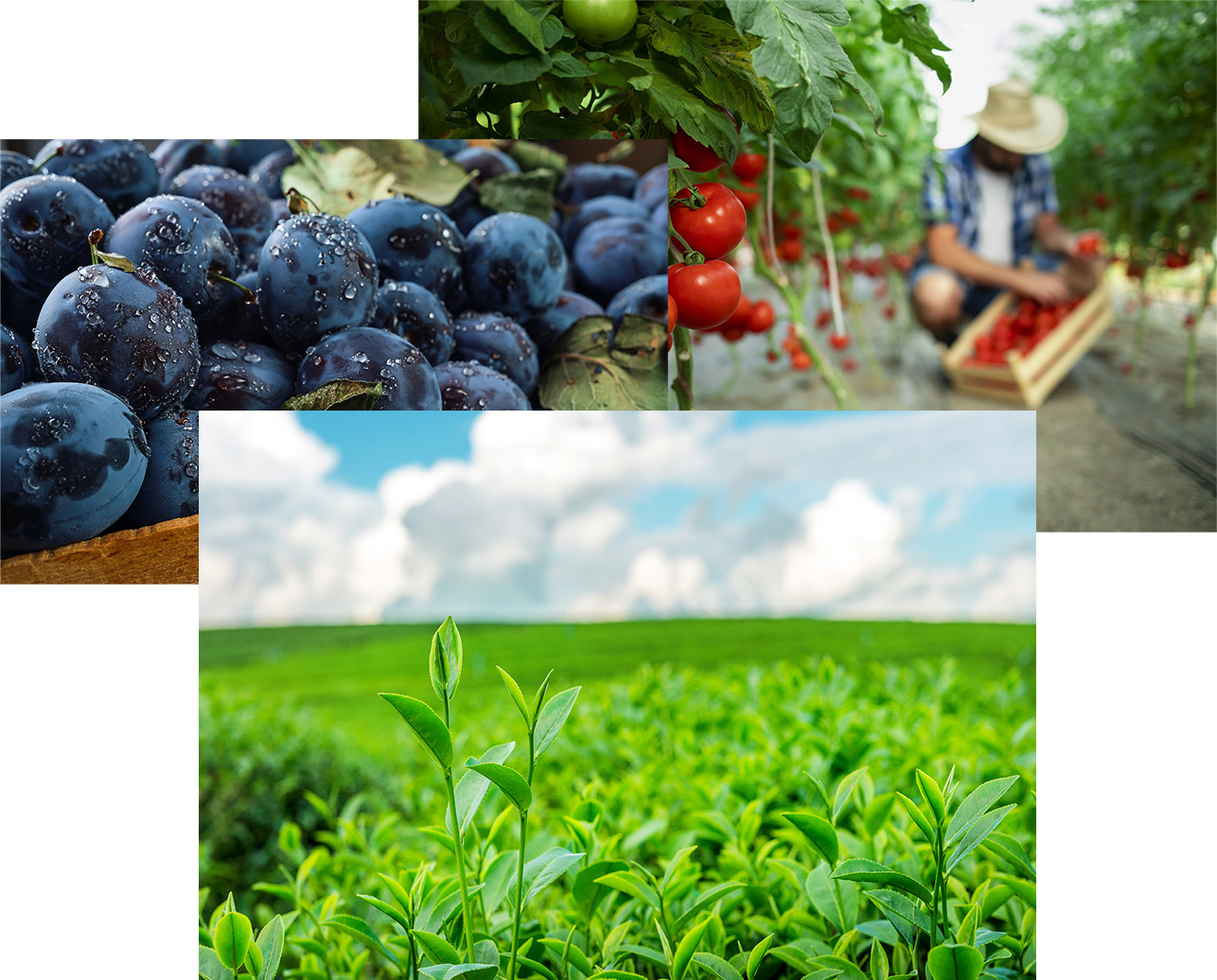 Coltivazioni e Raccolta Biologica